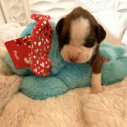 Pink - Brindle female Boxer puppy in Evington, Virginia from Boxer Tails