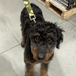 Romeo - Tri-color male Bernedoodle puppy in Caldwell, Idaho from Treasure Valley Poodles