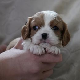Cam - Blenheim male Cavalier King Charles Spaniel puppy in Lula, Georgia from Cavaliers by Crumley