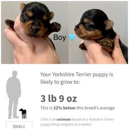 Tito - Black and gold male Yorkshire Terrier puppy in Cleveland, Tennessee from Moody’s Morkies and More