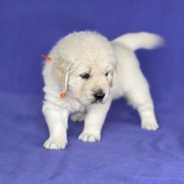 "Jasper" Golden Retriever Puppies from Cream of the Crop Kennel