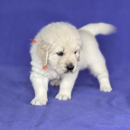 "Jasper" Golden Retriever Puppies from Cream of the Crop Kennel