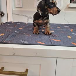Silver dapple 1 - Dapple male Dachshund puppy in Hesperia, California from VOM HAUSE Imperial