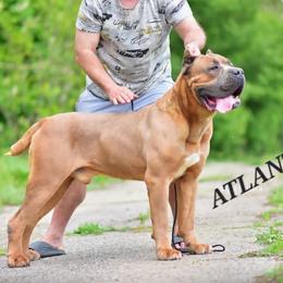 Boss - Black brindle male Cane Corso puppy in Nashville, Tennessee from PrestigiousK9