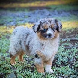 Tater - Blue merle female Miniature Australian Shepherd puppy in North Lakeport, California from Wild Rose Ranch