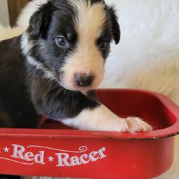 Australian Shepherd Puppies from Red Wagon Aussies