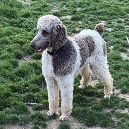 Boretta - Poodle
