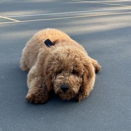 Goldendoodle All Grown Up from Dawnie’s Doodles
