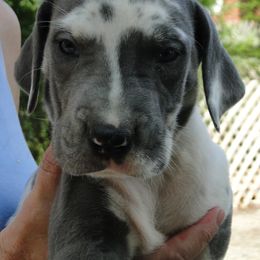 Silkie - Harlequin female Great Dane puppy in Glenville, New York from Red Oak Farm and Kennel