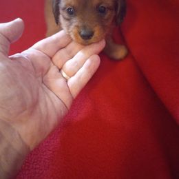 Dachshund Puppies from Elzy Family