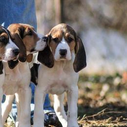Treeing Walker Coonhound Puppies from Stackem Up Kennel