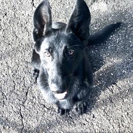 German Shepherd Puppies from Wolves Den Ranch