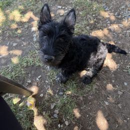 Scottish Terrier Puppies from Santas Scotties