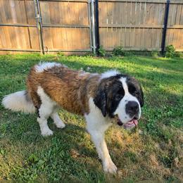 Saint Bernard puppies from Split Rock Saints
