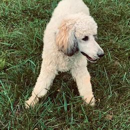 Poodles from BMW Standard Poodles