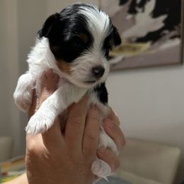 Biewer Terrier Puppies from Lozado’s Biewers