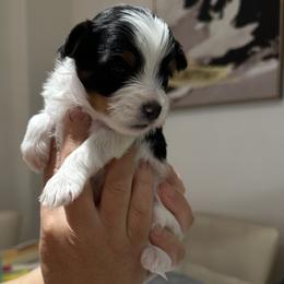 Biewer Terrier Puppies from Lozado’s Biewers