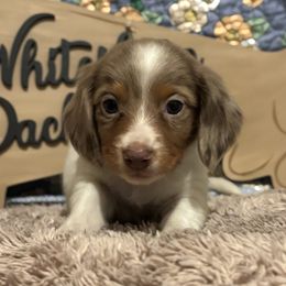 Thor - Piebald male Dachshund puppy in Whitesboro, Texas from Whitesboro Dachshund