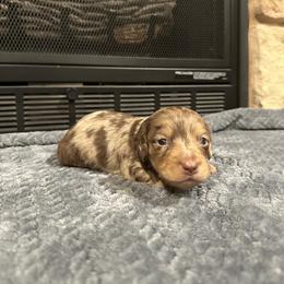 Titan - Dapple male Dachshund puppy in Stilwell, Oklahoma from B & K Dachshunds