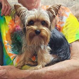 Yoyo - Yorkshire Terrier