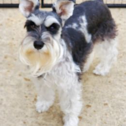 Bebe - Miniature Schnauzer