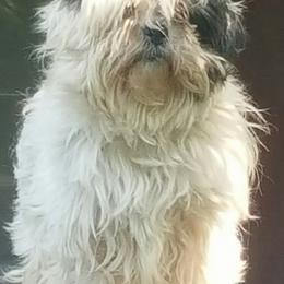 Shih Tzus from Monica's Shih Tzu