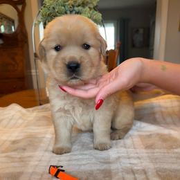 Orange girl - Golden female Golden Retriever puppy in Macy, Indiana from Macy Golden Meadows