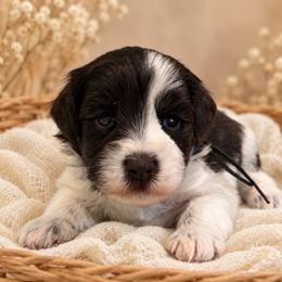 Cooper - Parti male Miniature Schnauzer puppy in Magalia, California from NorCal Schnauzers
