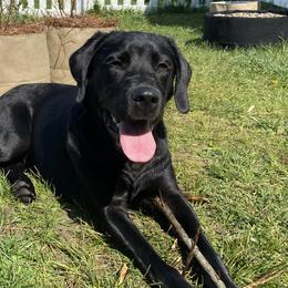 Labrador Retrievers from Mistys Labrador Puppies