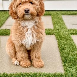 Goldendoodle Puppies from KZ Doodles