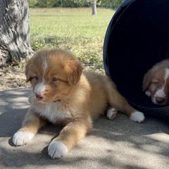 Nova Scotia Duck Tolling Retriever Puppies from Juniper Tollers