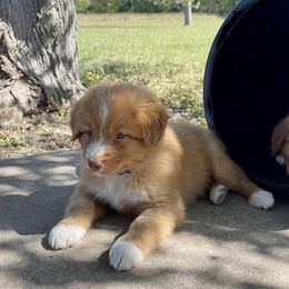 Nova Scotia Duck Tolling Retriever Puppies from Juniper Tollers