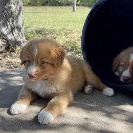 Nova Scotia Duck Tolling Retriever Puppies from Juniper Tollers