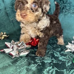 Cookies and Cream - Chocolate merle female Bernedoodle puppy in Cody, Wyoming from Yellowstone Breeders