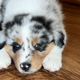 Australian Shepherds from Calinora Australian Shepherds