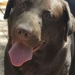Beagles, Dachshunds, and Labrador Retrievers from Jackpot Farms