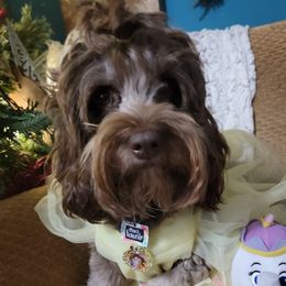 Curry Caroline  - Cockapoo