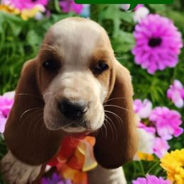 Dark Green (Previously Brown) - Lemon and white male Basset Hound puppy in Lucerne Valley, California from Seussorie of Puddle Pups