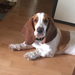 Basset Hounds from Great Lakes Basset Hounds