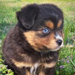 Alex - Red tri male Toy Australian Shepherd puppy in Smithville, Arkansas from Cooper Creek Aussies