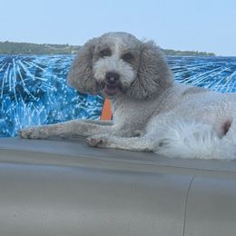 Honeybuns - Poodle
