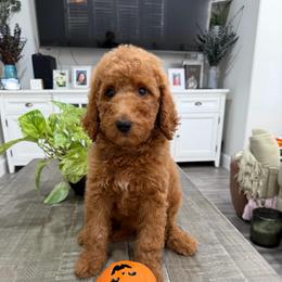Purple - Red  female Goldendoodle puppy in Bakersfield, California from Lavish Doodles