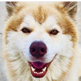 Siberian Huskies from K & Zs Wolfgang Huskies