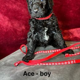 Ace - Black male Goldendoodle puppy in Water Valley, Mississippi from Olympian Doodles
