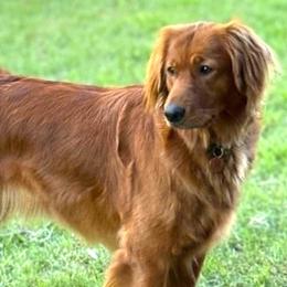 Harley - Golden Retriever
