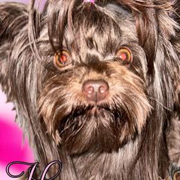 Honey - Yorkshire Terrier