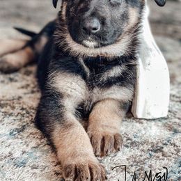 German Shepherd Puppies from Dawnhill