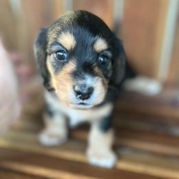 Black n Tan - Black and tan male Dachshund puppy in Gulfport, Mississippi from Susan's Dachshunds