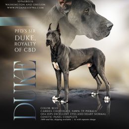 Duke - Great Dane