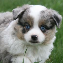 Oliver - Blue merle male Miniature Australian Shepherd puppy in Fairview, South Dakota from Dakota Toy Aussies